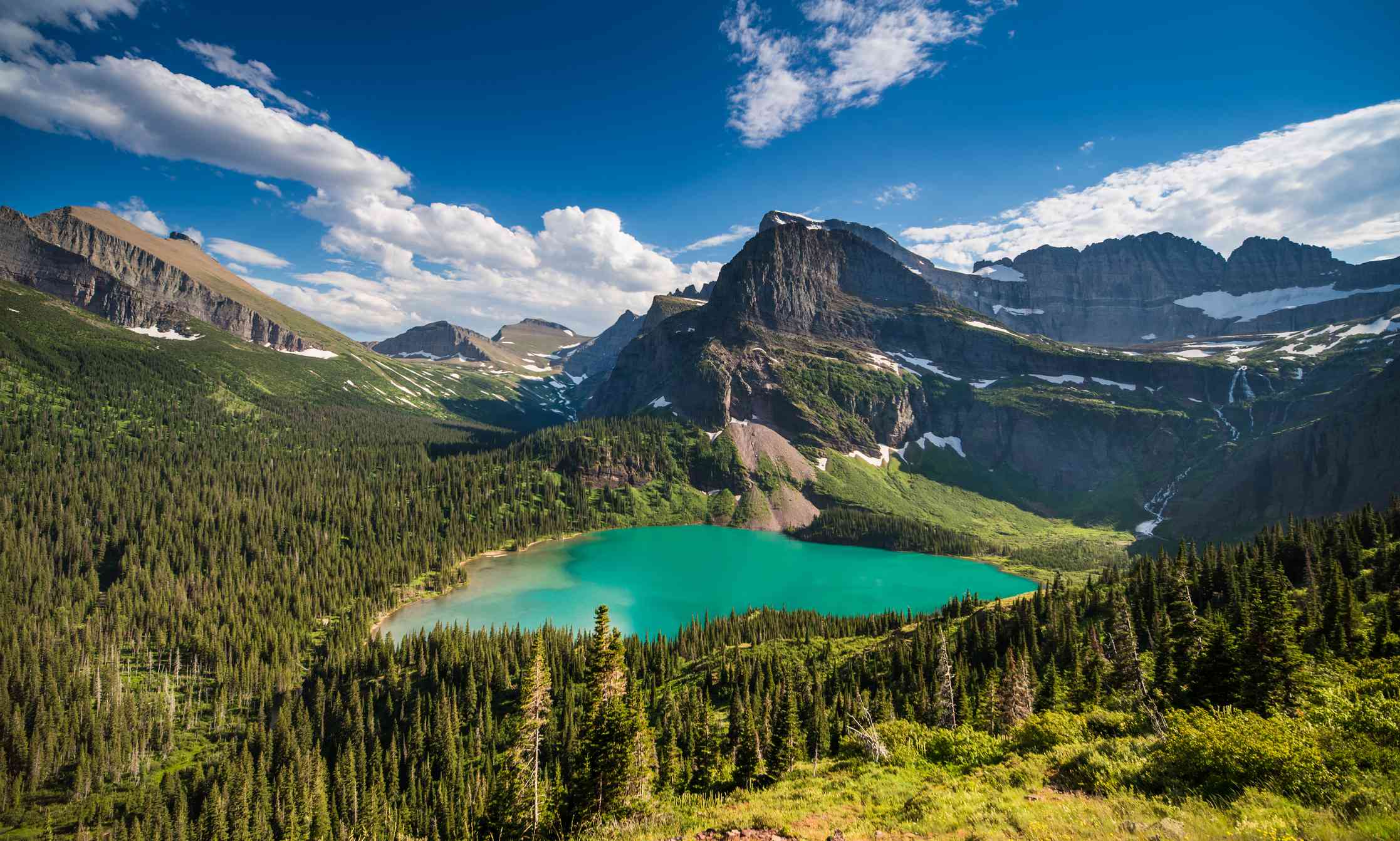 Whitefish